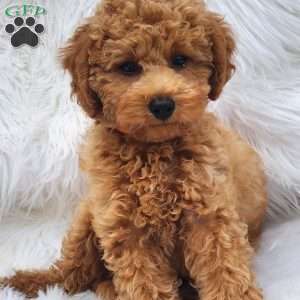 Max, Mini Goldendoodle Puppy