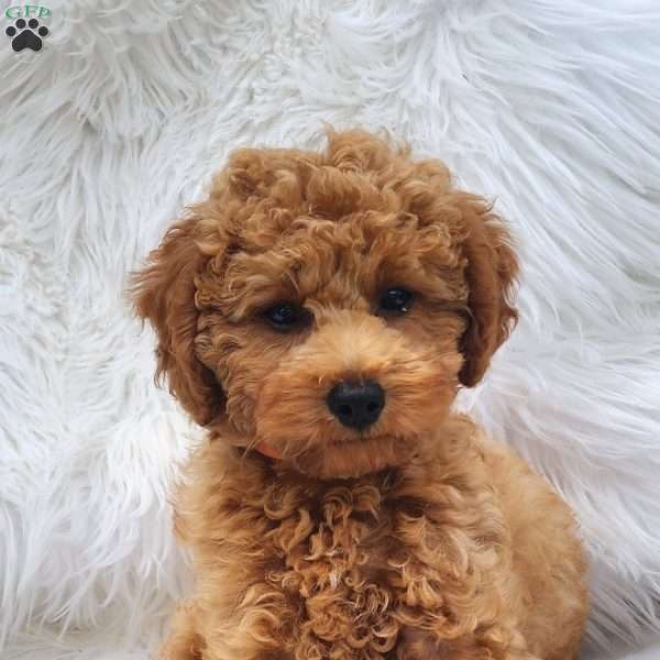 Max, Mini Goldendoodle Puppy