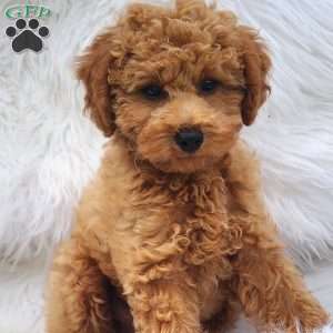 Max, Mini Goldendoodle Puppy