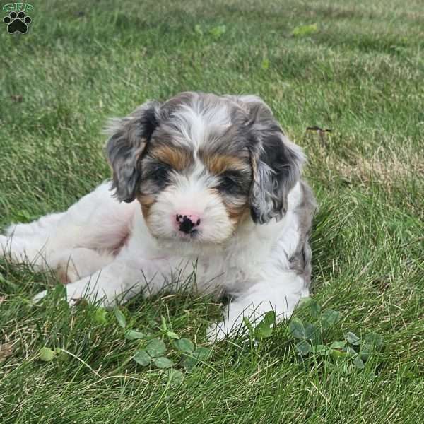 Milo, Cavapoo Puppy