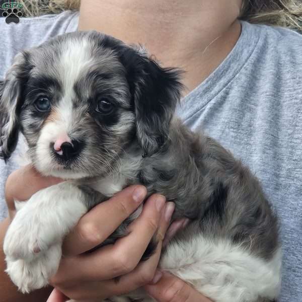 Maverick, Cavapoo Puppy