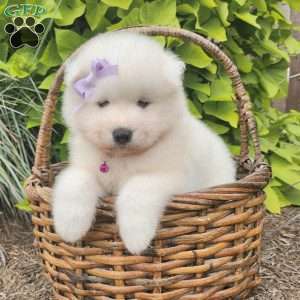 Princess, Samoyed Puppy