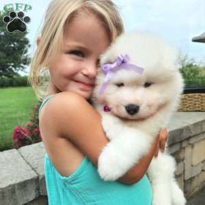 Princess, Samoyed Puppy