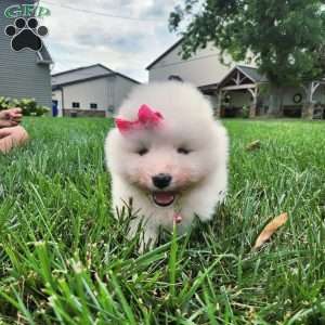 Sparkle, Samoyed Puppy