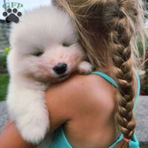 Sparkle, Samoyed Puppy