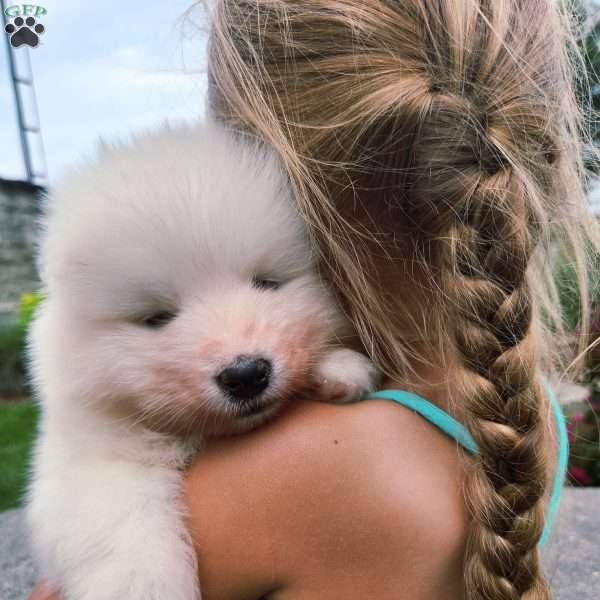Sparkle, Samoyed Puppy