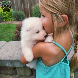 Sparkle, Samoyed Puppy