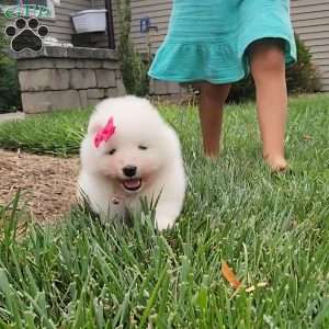 Sparkle, Samoyed Puppy
