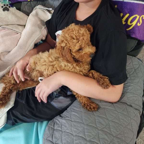 Max, Mini Goldendoodle Puppy