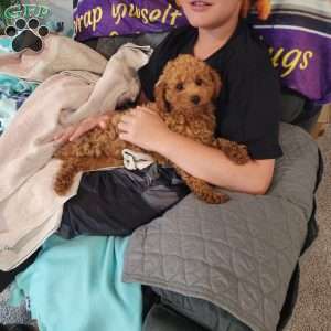 Max, Mini Goldendoodle Puppy