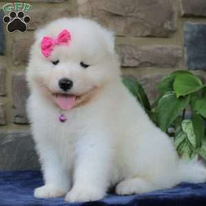 Princess, Samoyed Puppy
