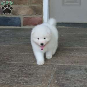 Princess, Samoyed Puppy