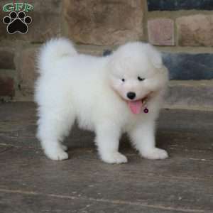 Princess, Samoyed Puppy