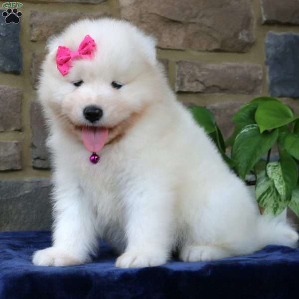 Princess, Samoyed Puppy
