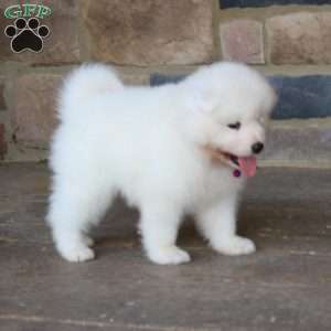 Princess, Samoyed Puppy