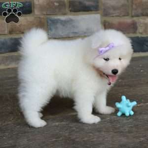 Princess, Samoyed Puppy