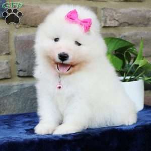 Sparkle, Samoyed Puppy
