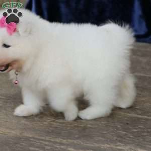 Sparkle, Samoyed Puppy
