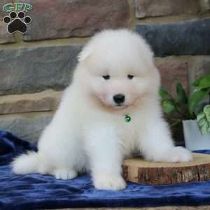 Eagle, Samoyed Puppy
