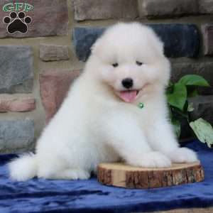Eagle, Samoyed Puppy