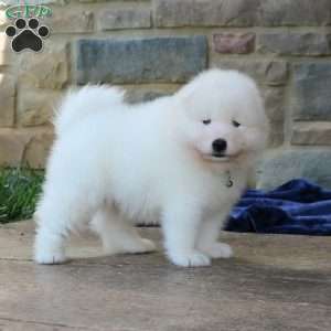 Eagle, Samoyed Puppy