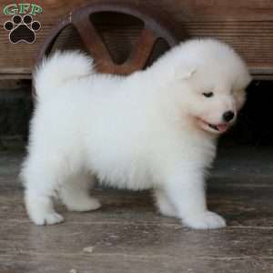 Eagle, Samoyed Puppy