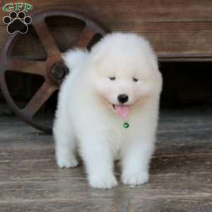 Eagle, Samoyed Puppy