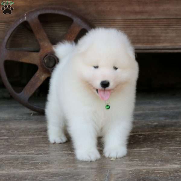 Eagle, Samoyed Puppy