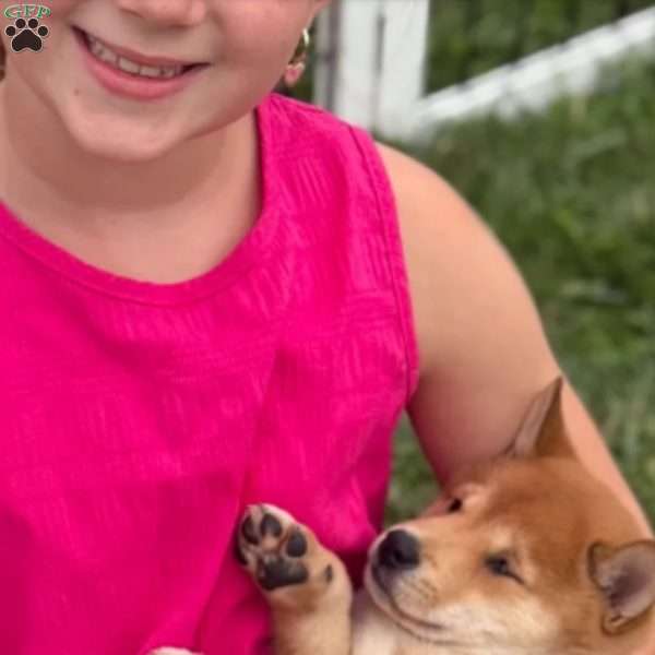Pickles, Shiba Inu Puppy