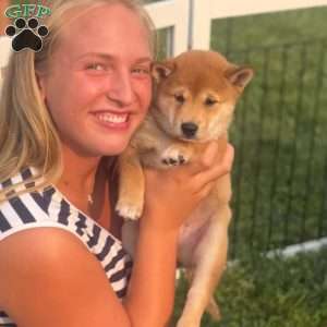 Pickles, Shiba Inu Puppy