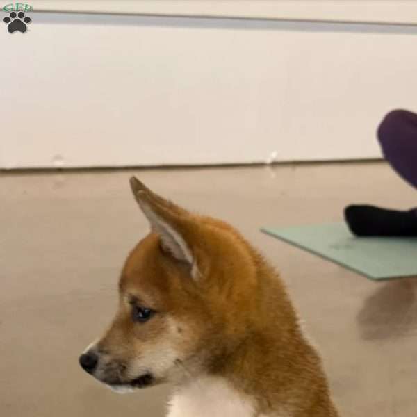 Piper, Shiba Inu Puppy