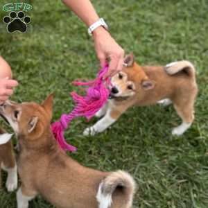 Piper, Shiba Inu Puppy