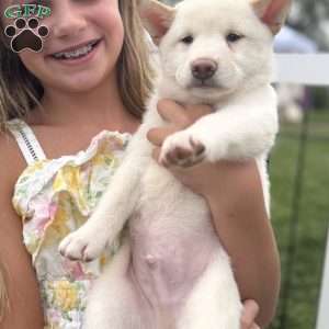 Peppermint, Shiba Inu Puppy