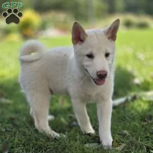 Peppermint, Shiba Inu Puppy