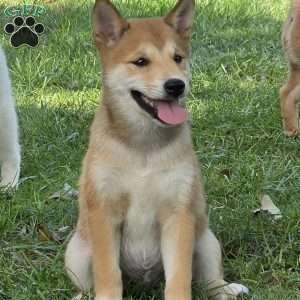 Piper, Shiba Inu Puppy
