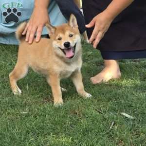 Pickles, Shiba Inu Puppy