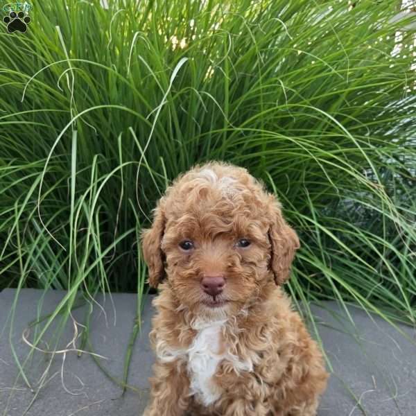 Stella, Toy Poodle Puppy