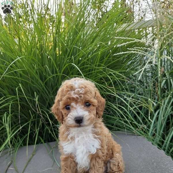 Sierra, Toy Poodle Puppy