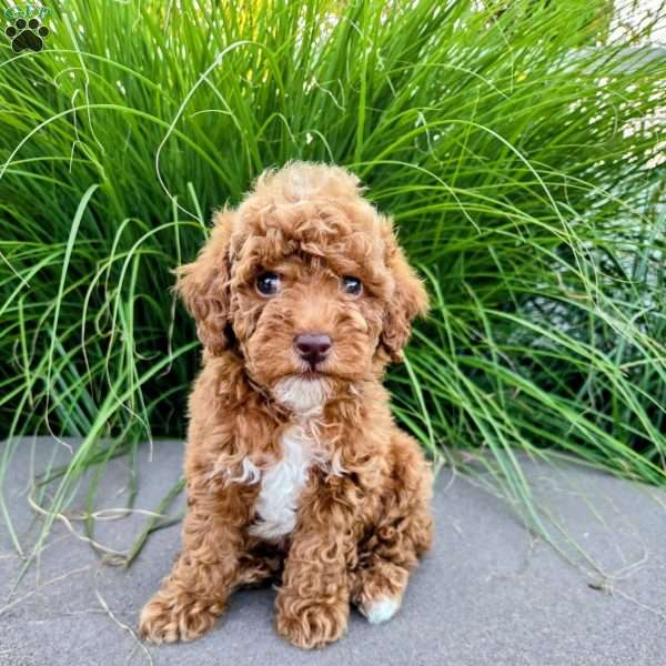 Sawyer, Toy Poodle Puppy