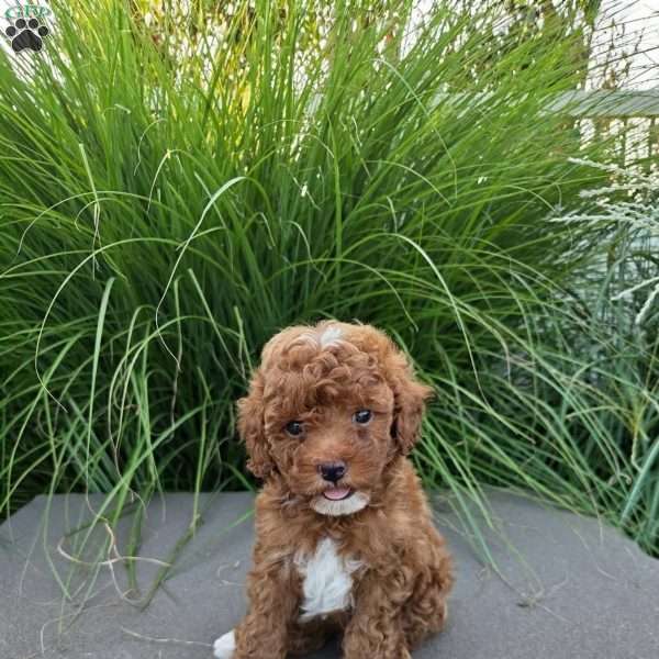 Sterling, Toy Poodle Puppy