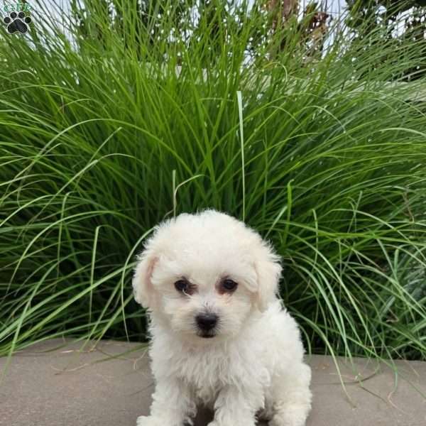 Lila, Bichon Frise Puppy