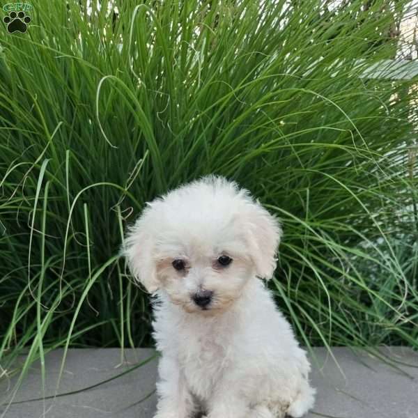 Lexi, Bichon Frise Puppy