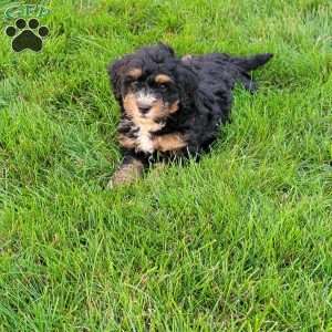 Tia, Mini Bernedoodle Puppy