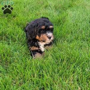 Tia, Mini Bernedoodle Puppy