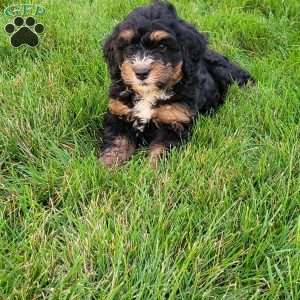 Tia, Mini Bernedoodle Puppy