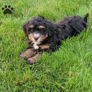 Tia, Mini Bernedoodle Puppy
