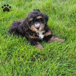 Tia, Mini Bernedoodle Puppy
