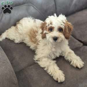 Mason, Cockapoo Puppy