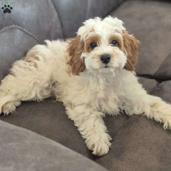 Mason, Cockapoo Puppy
