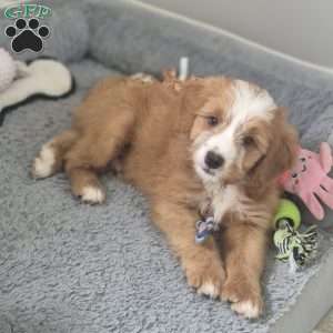 Oliver, Mini Bernedoodle Puppy